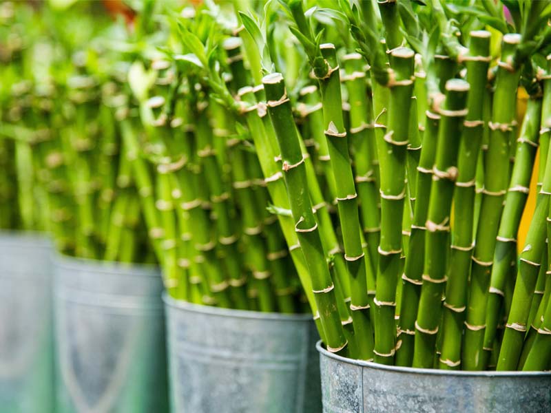 Bamboo extract in skincare